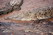 Picture 'Cr1_19_14 Crocodile, Costa Rica'